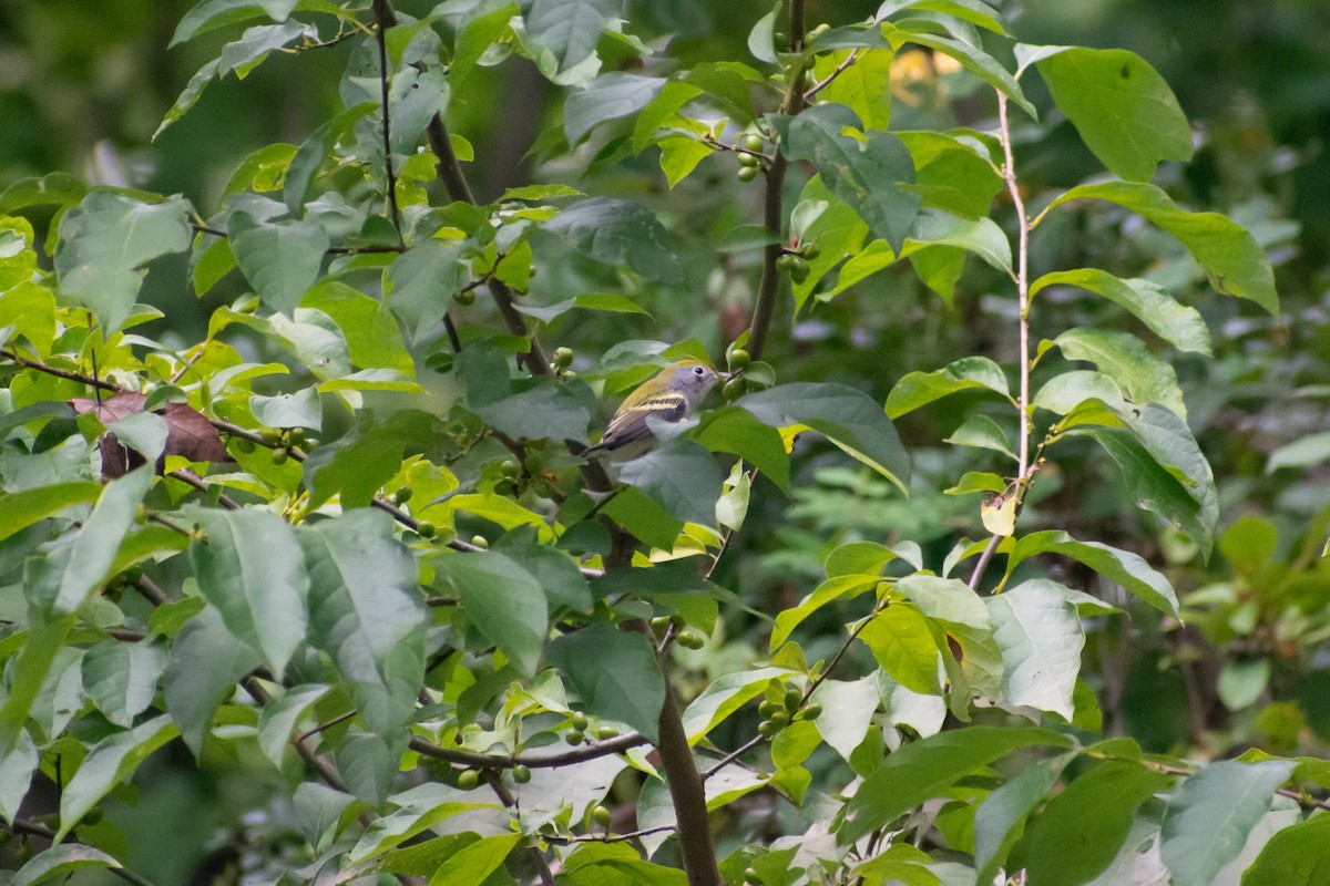 Chestnut-sided Warbler - ML615571343