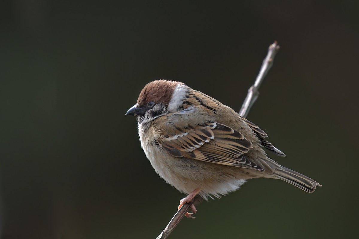 Eurasian Tree Sparrow - Lam SG