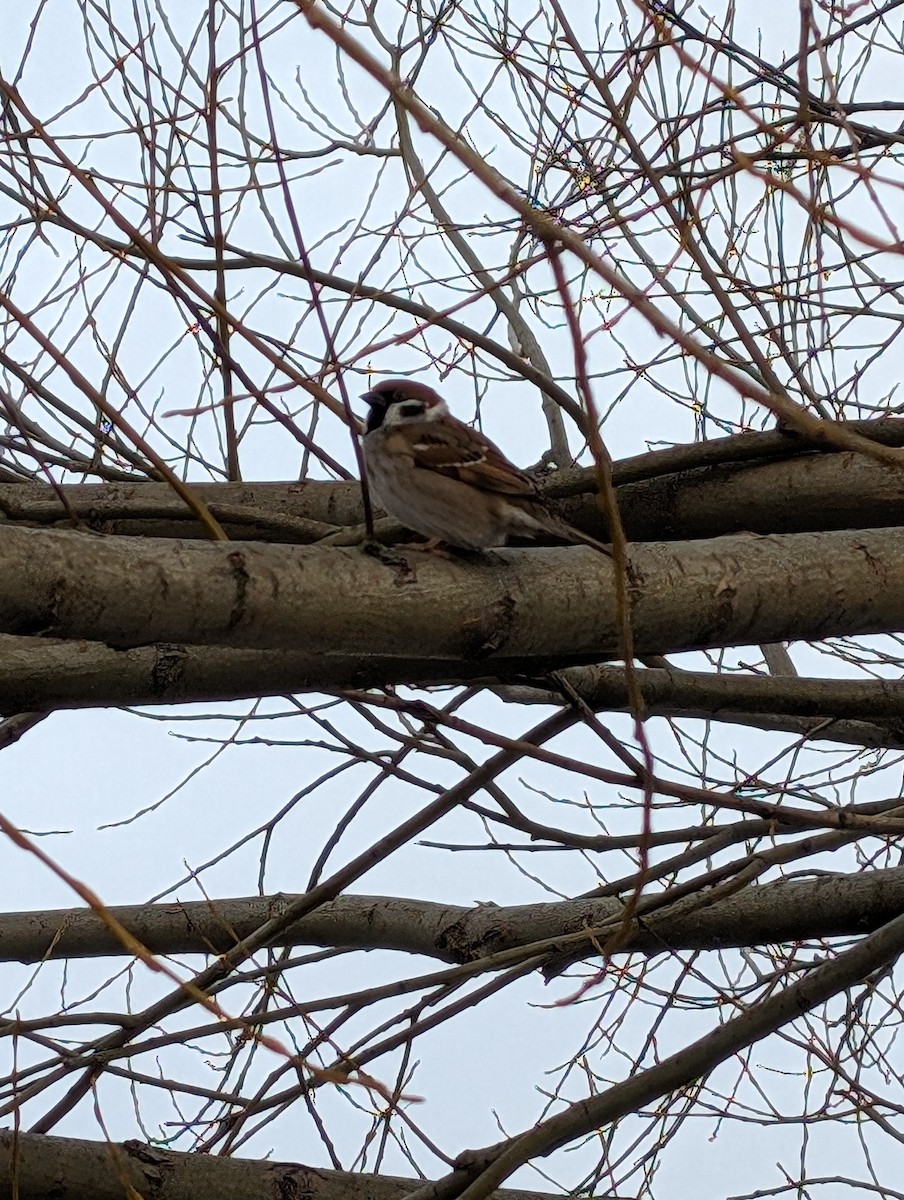 Eurasian Tree Sparrow - ML615571372