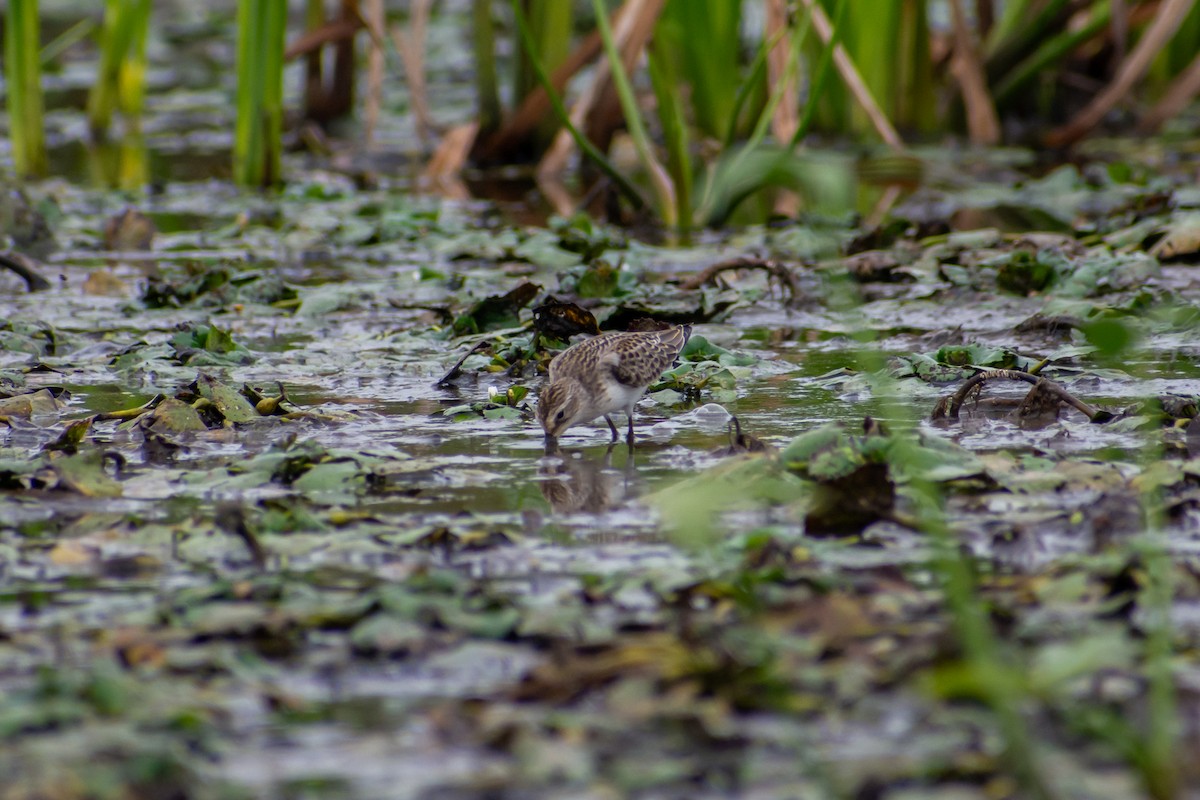 Semipalmated Sandpiper - ML615571373