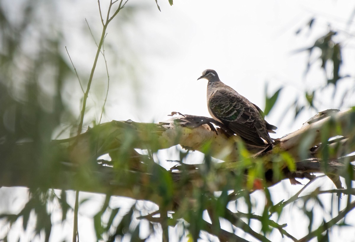 Common Bronzewing - Gordon Arthur