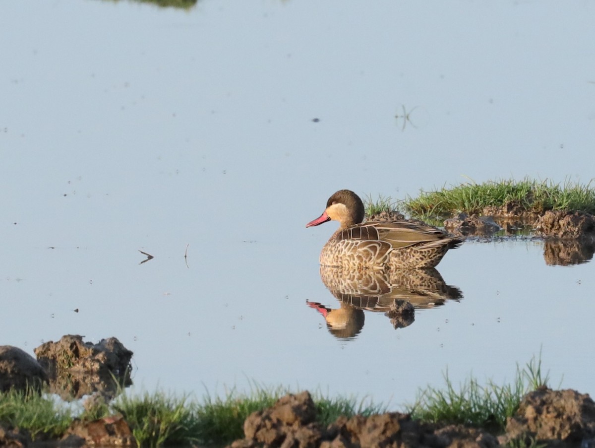 Red-billed Duck - ML615571577