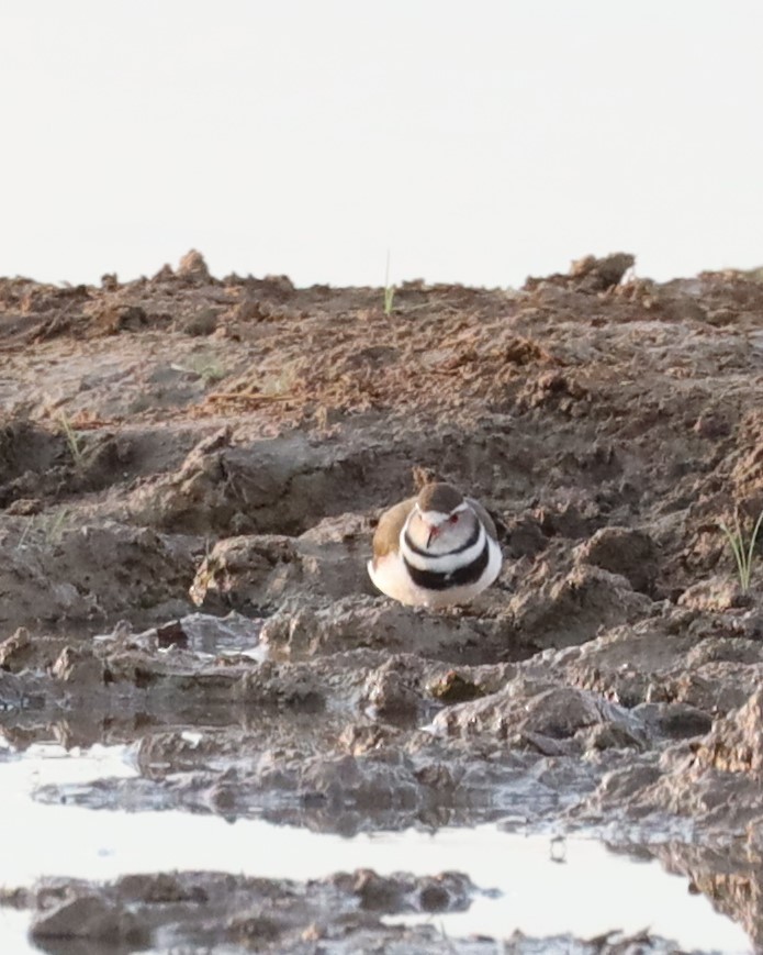 Three-banded Plover - ML615571589