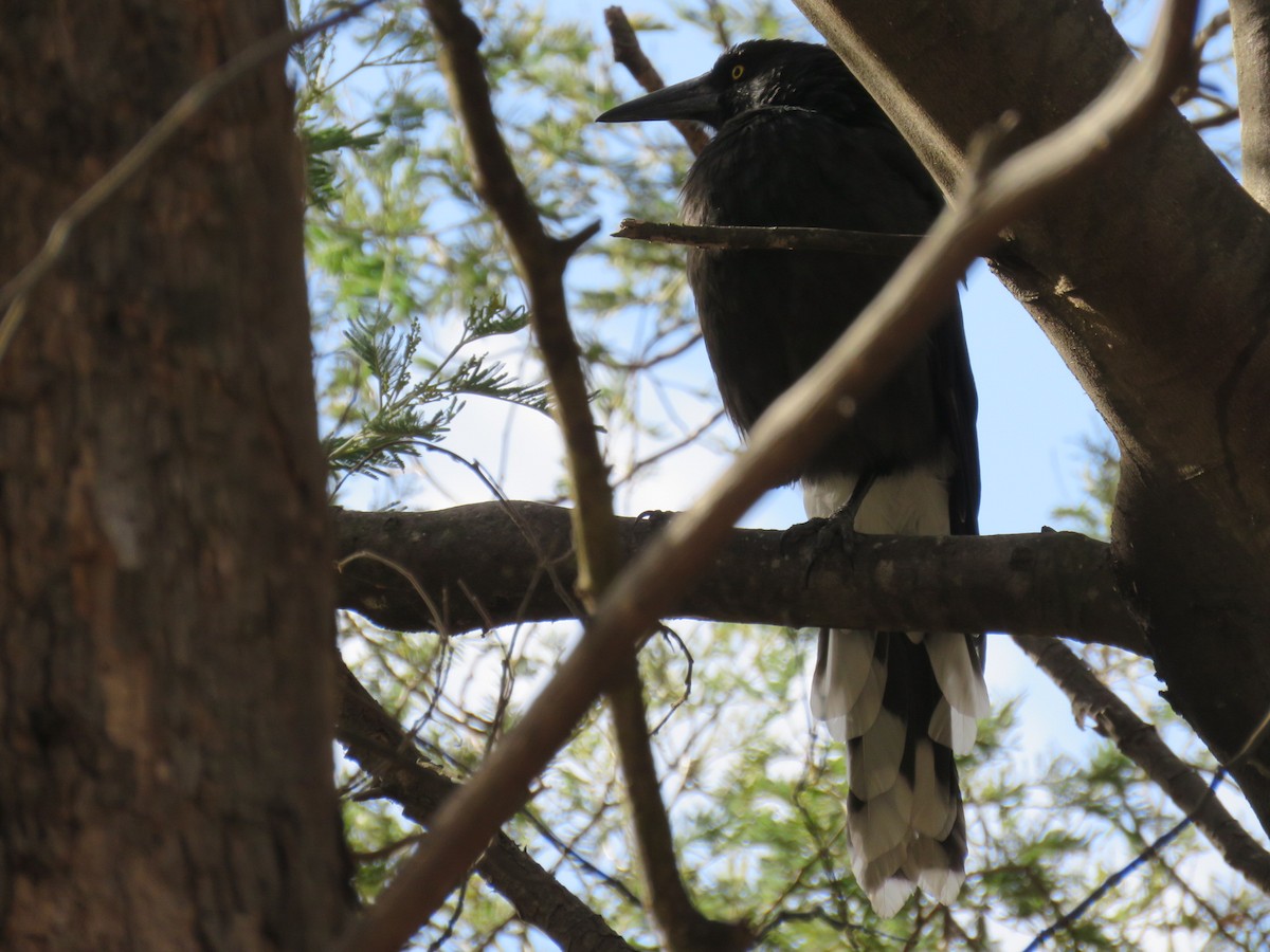 Gray Currawong (Clinking) - ML615571667