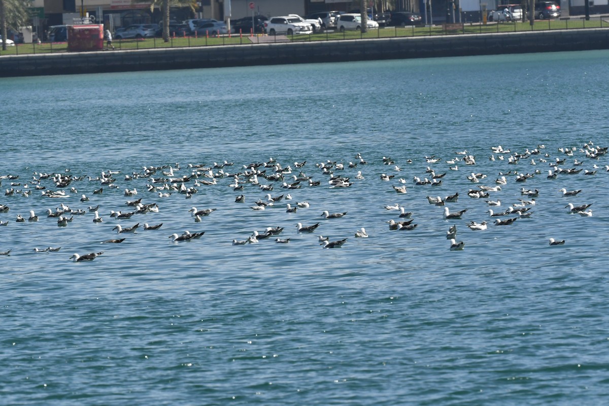 Lesser Black-backed Gull - ML615571676