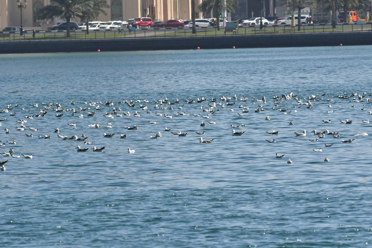 Lesser Black-backed Gull - ML615571678