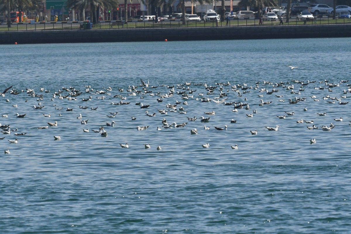 Lesser Black-backed Gull - ML615571679