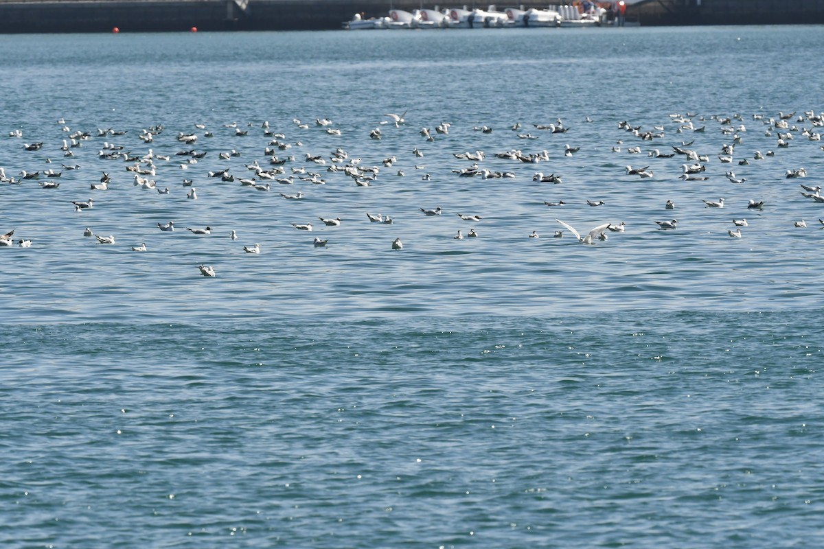 Lesser Black-backed Gull - ML615571680