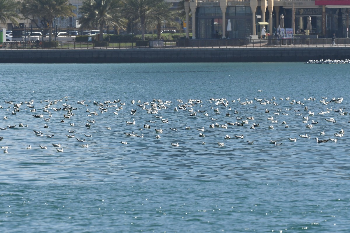 Lesser Black-backed Gull - ML615571681