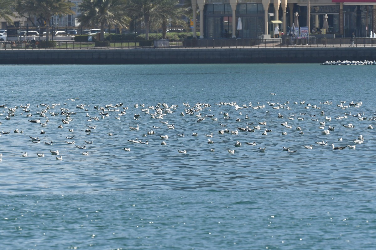 Lesser Black-backed Gull - ML615571682