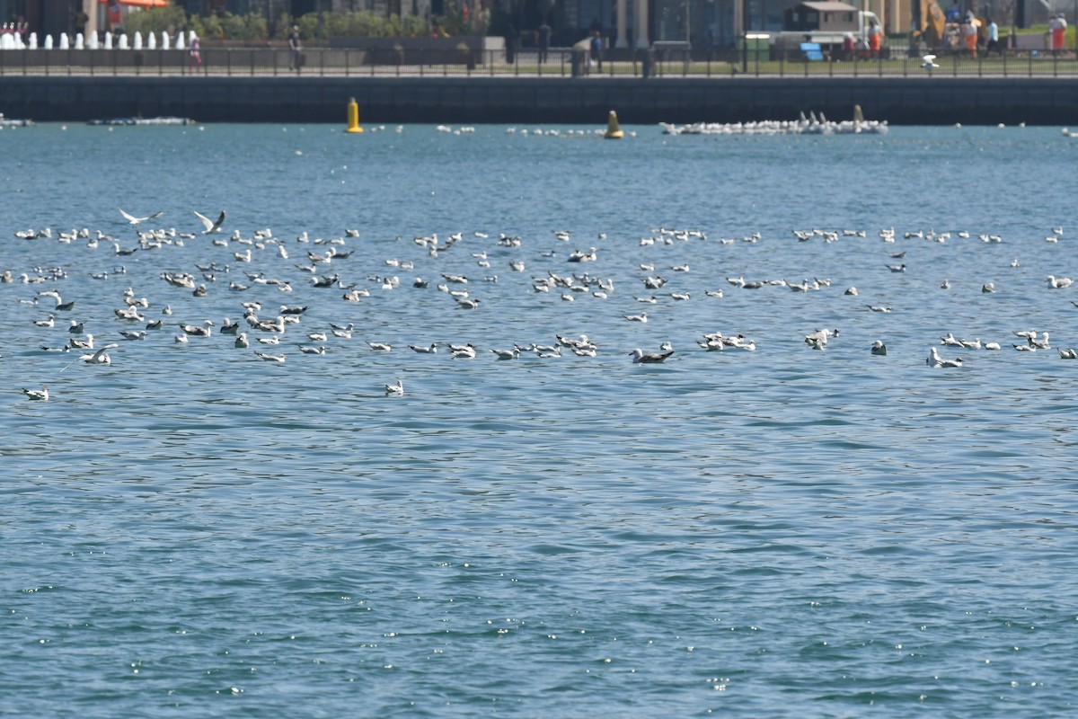 Lesser Black-backed Gull - ML615571683