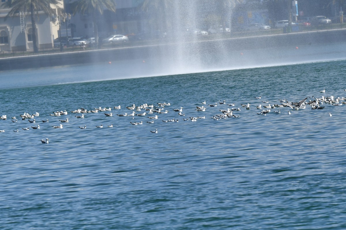 Lesser Black-backed Gull - ML615571685