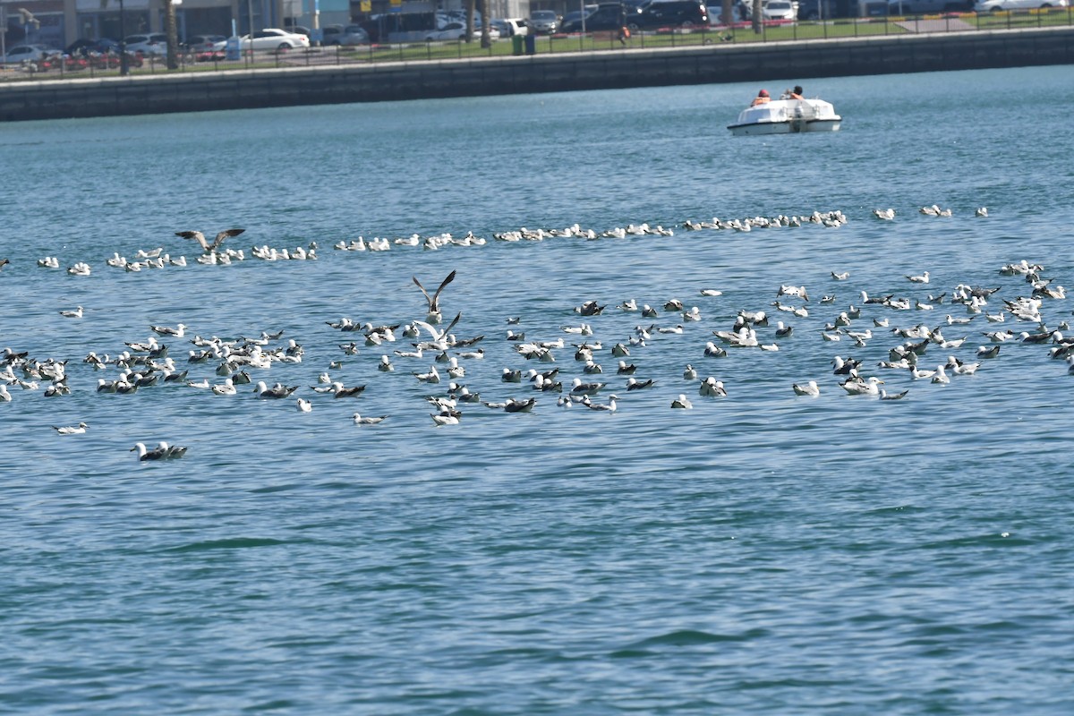 Lesser Black-backed Gull - ML615571687