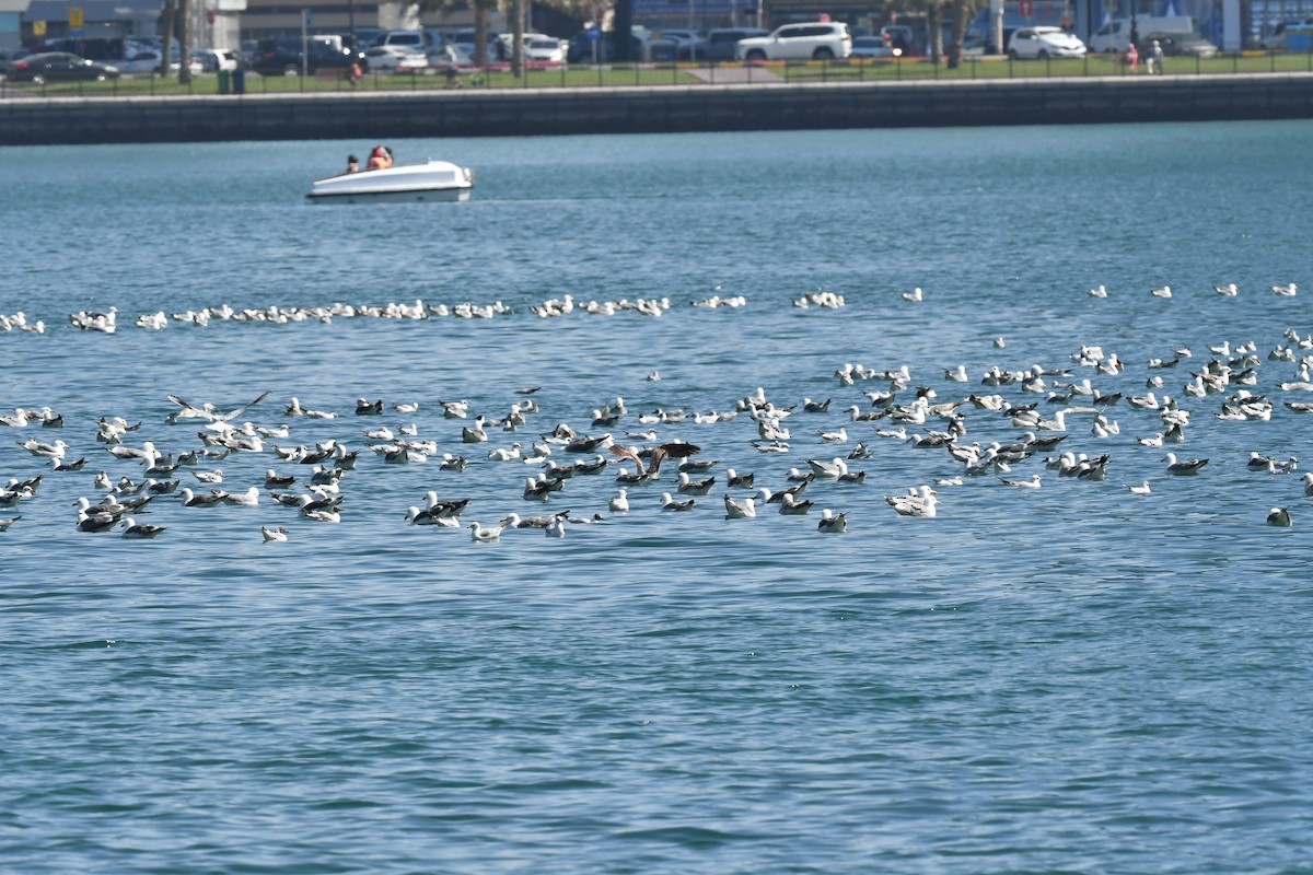 Lesser Black-backed Gull - ML615571689