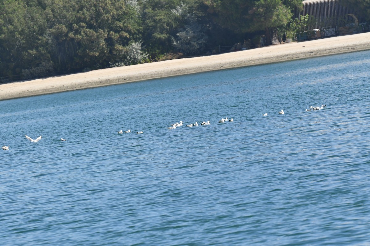 Lesser Black-backed Gull - ML615571690