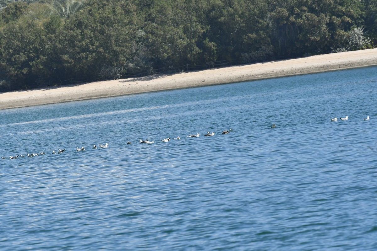 Lesser Black-backed Gull - ML615571692