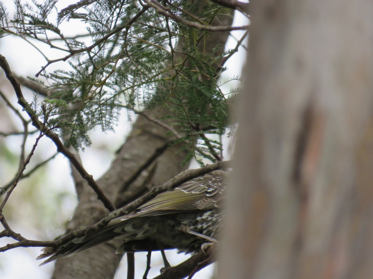 Little Wattlebird - ML615571771