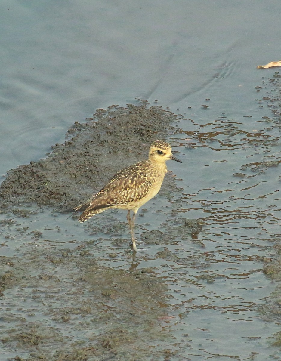 Pacific Golden-Plover - ML615571810