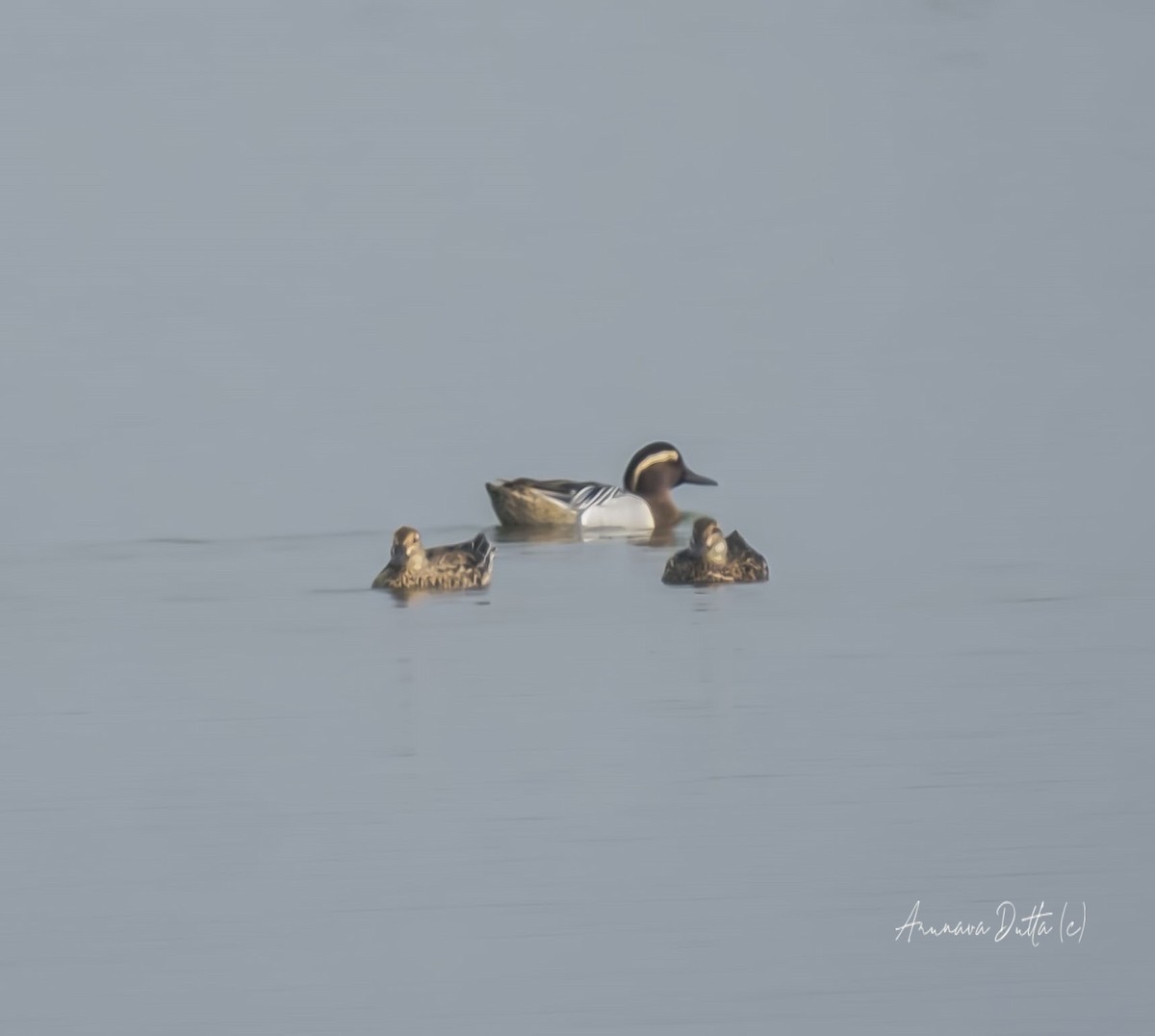 Garganey - ML615571895