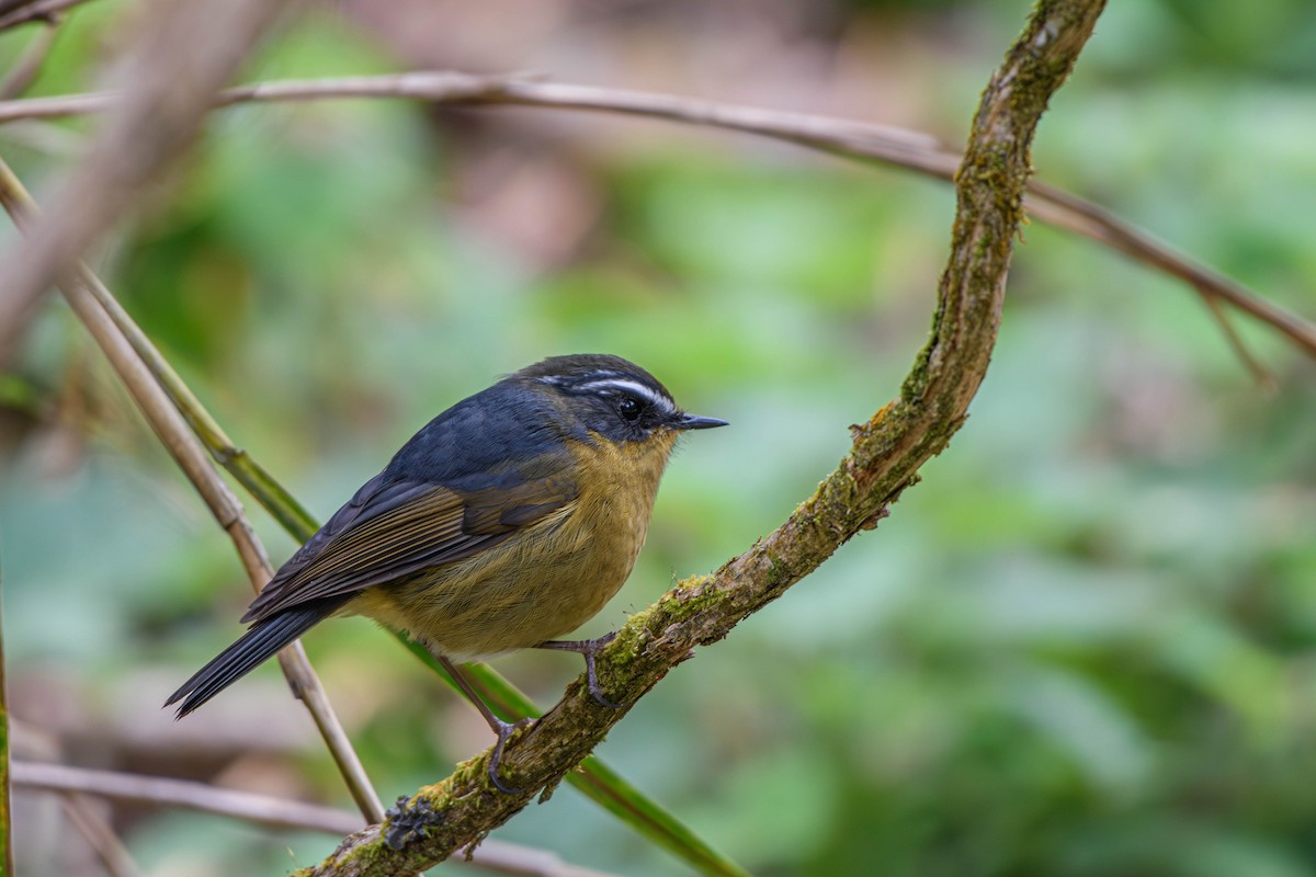 White-browed Bush-Robin (Taiwan) - ML615571901