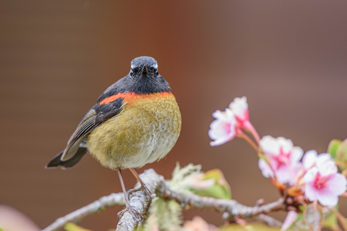 Collared Bush-Robin - ML615571916