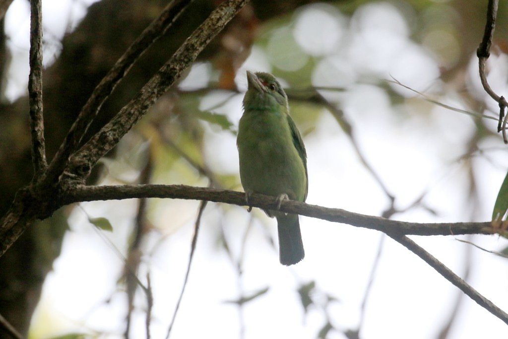 barbet černovousý - ML615571947