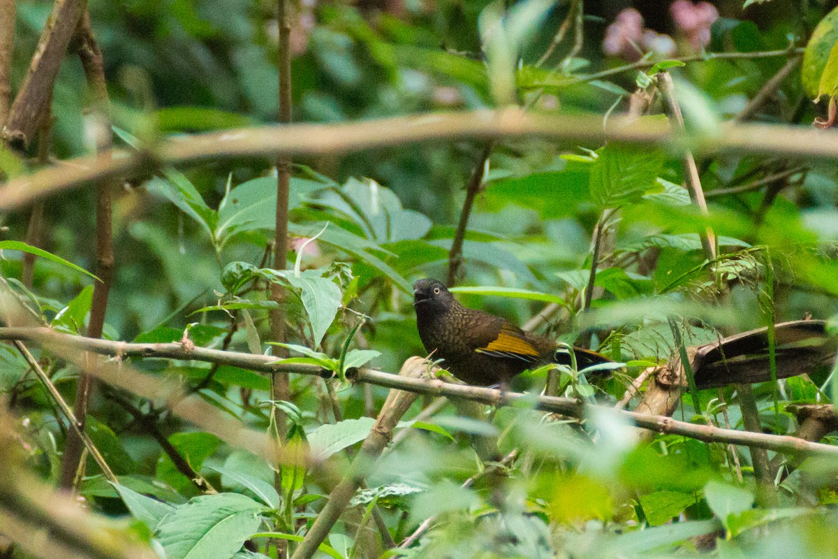 Scaly Laughingthrush - ML615572035