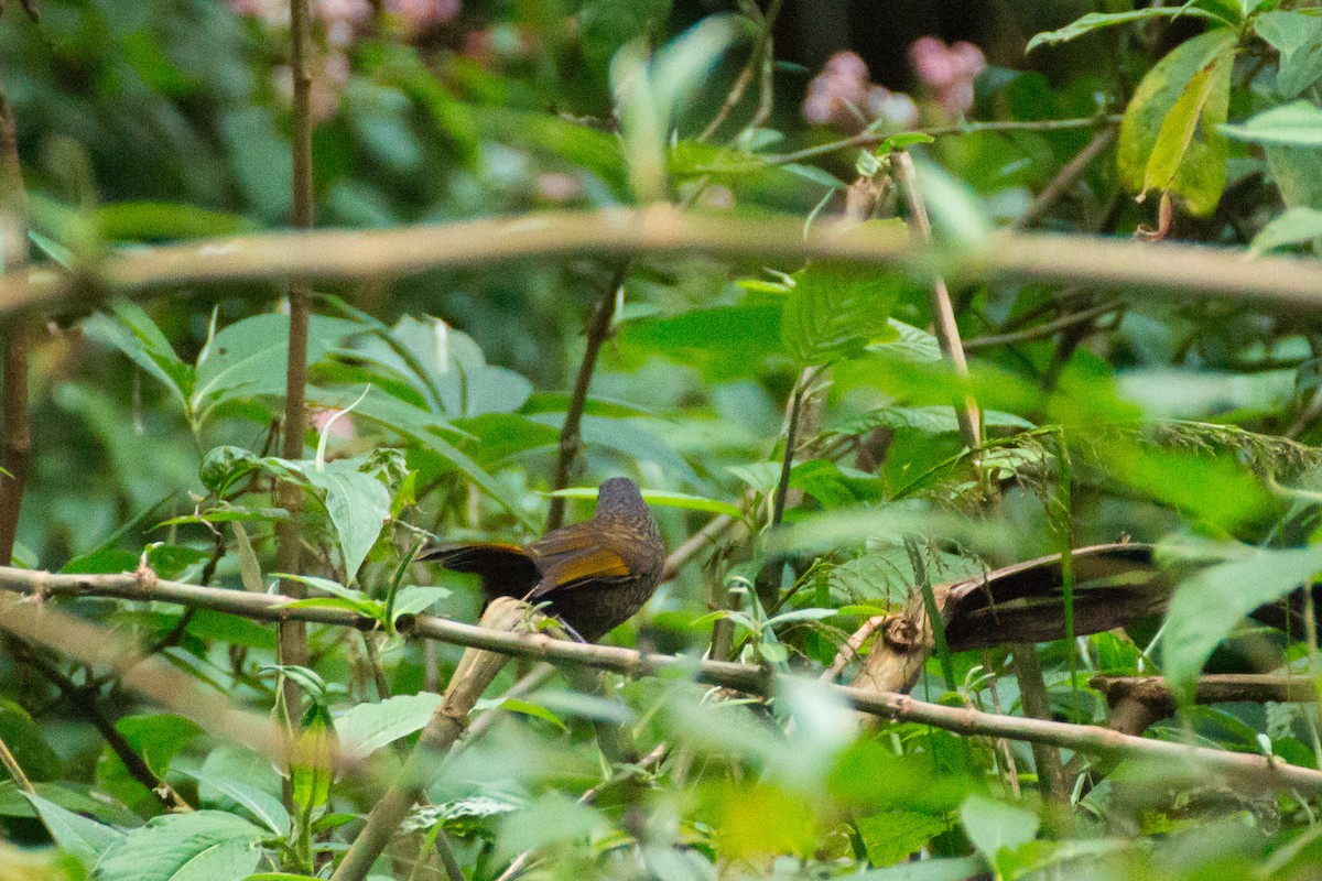 Scaly Laughingthrush - ML615572036