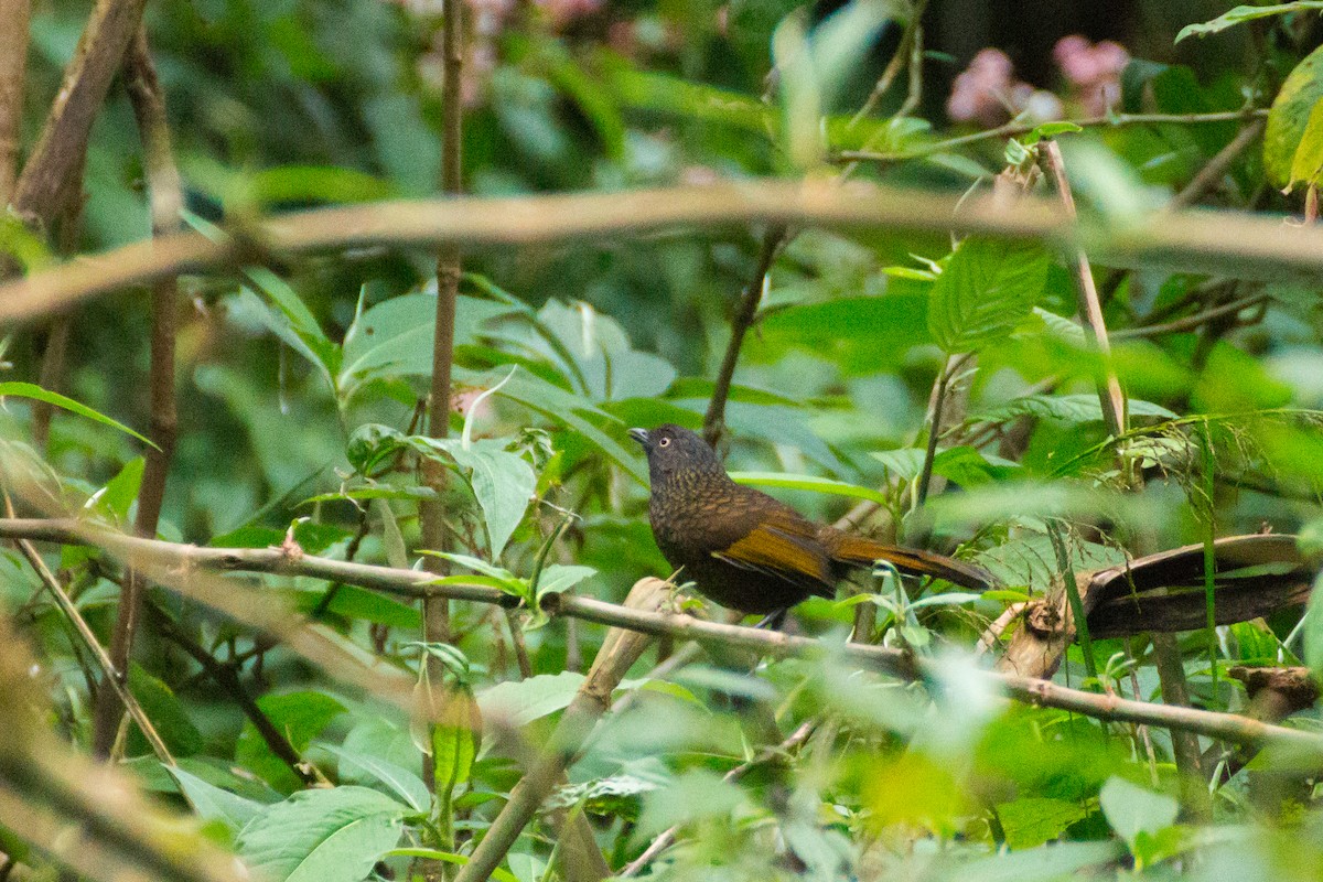 Scaly Laughingthrush - ML615572037