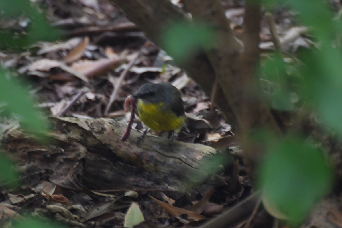 Eastern Yellow Robin - ML615572097