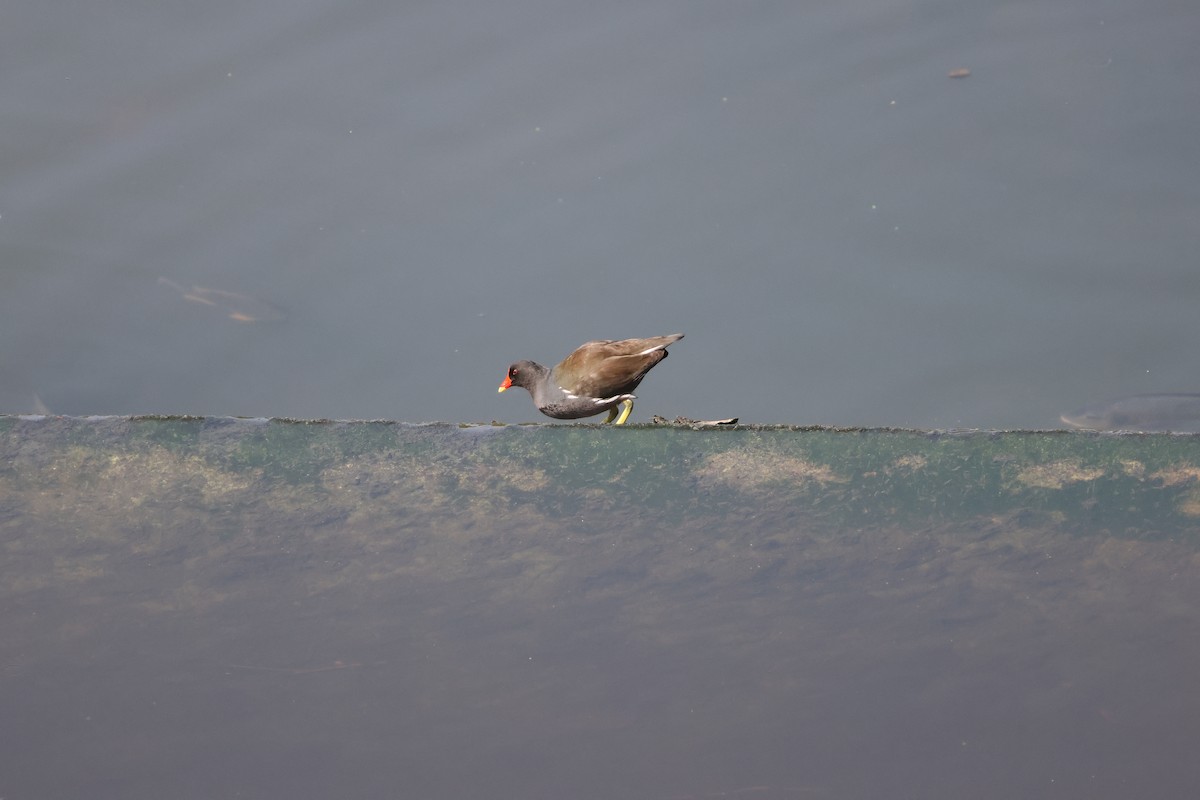 Eurasian Moorhen - ML615572135