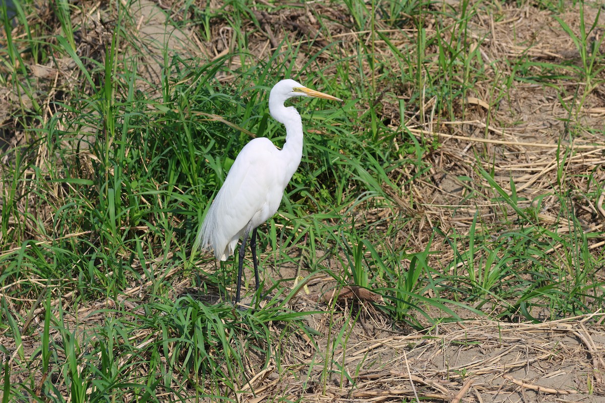 Great Egret - ML615572136