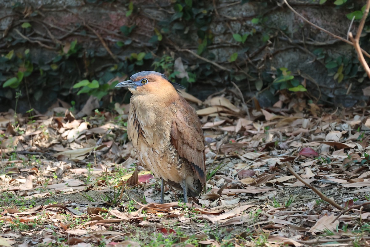 黑冠麻鷺 - ML615572148