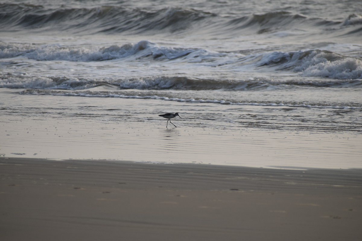 Common Greenshank - ML615572170