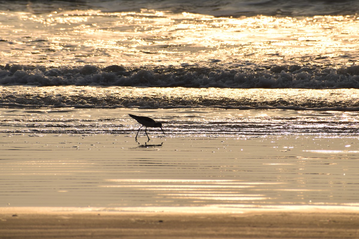 Common Greenshank - ML615572171