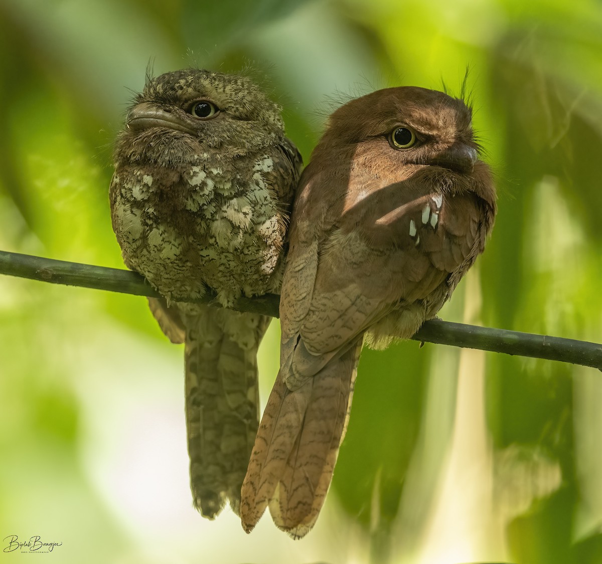 Blyth's Frogmouth - ML615572175