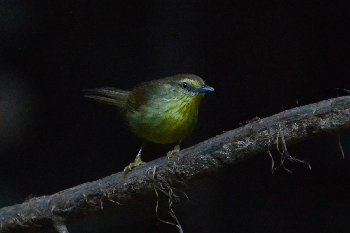 Pin-striped Tit-Babbler (Pin-striped) - ML615572228