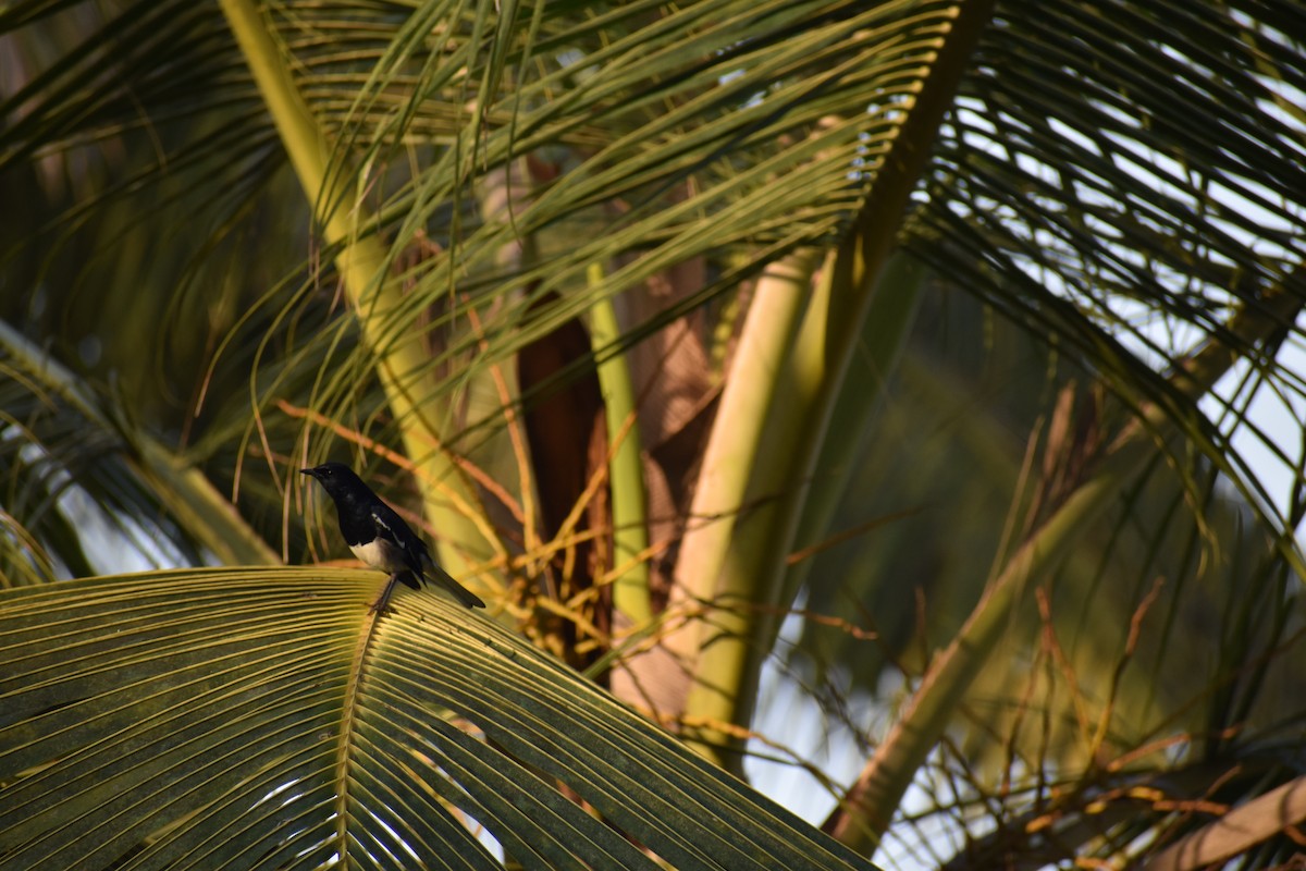 Oriental Magpie-Robin - ML615572229