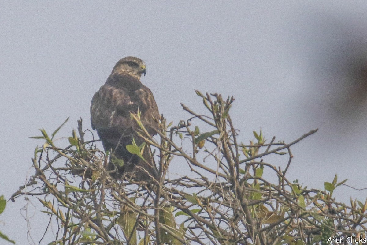 Common Buzzard - ML615572253