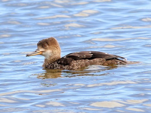 Hooded Merganser - ML615572258