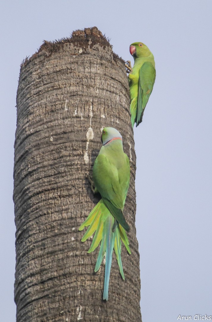 Rose-ringed Parakeet - ML615572259