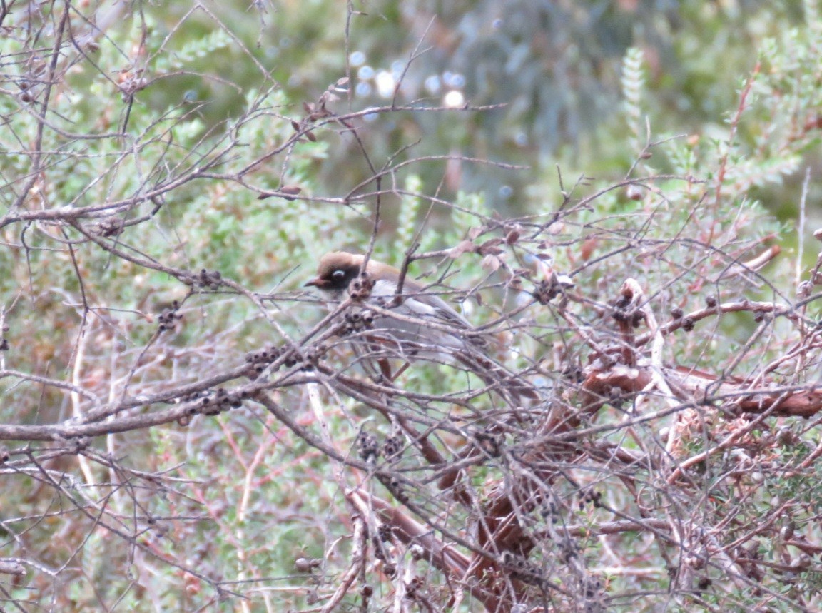 Strong-billed Honeyeater - ML615572260