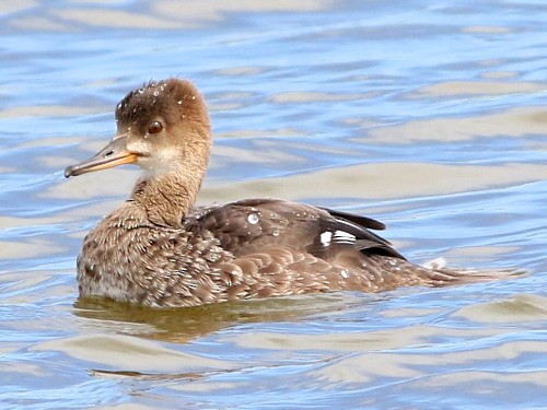 Hooded Merganser - ML615572262