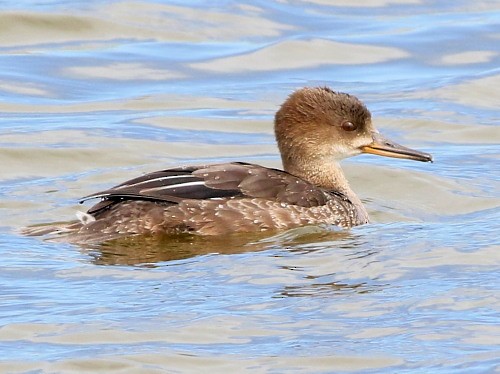 Hooded Merganser - ML615572267