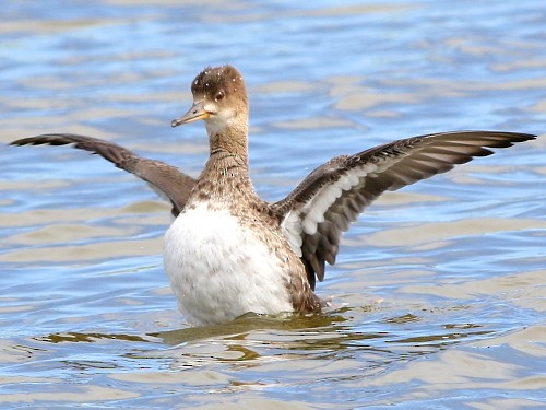 Hooded Merganser - ML615572269