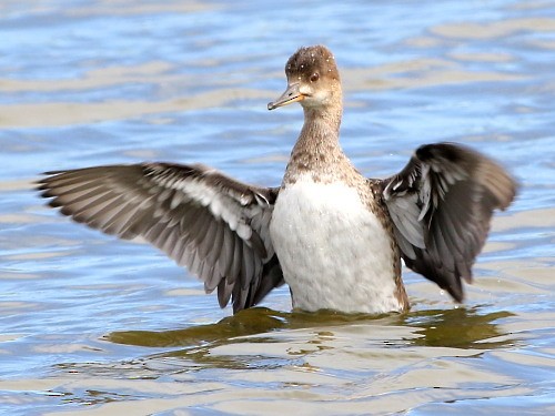 Hooded Merganser - ML615572271