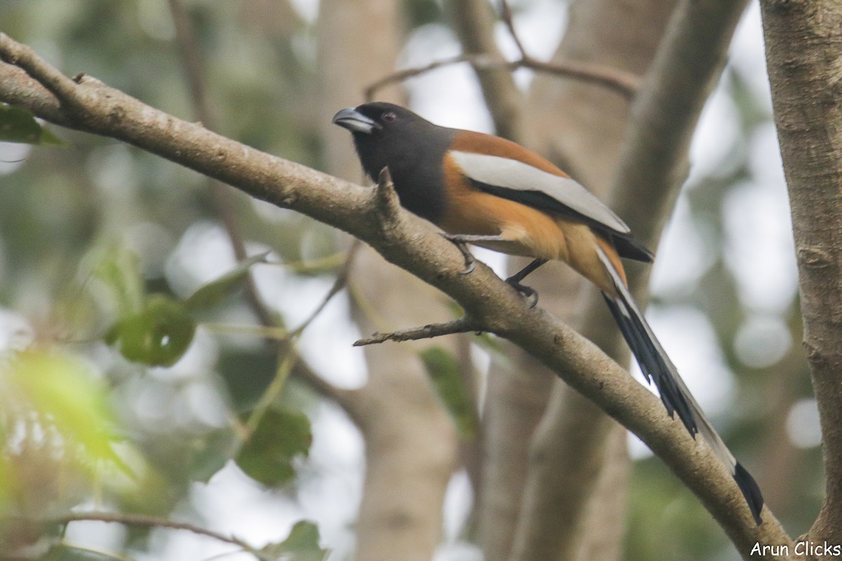 Rufous Treepie - ML615572306