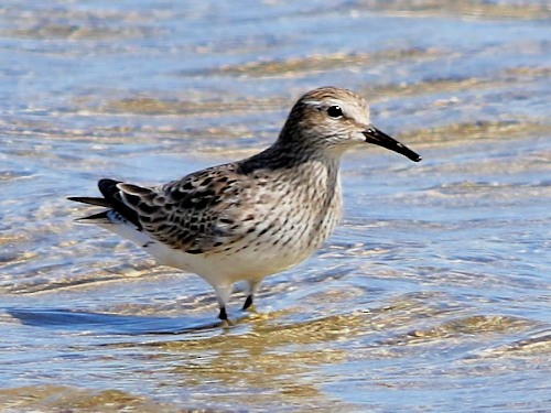 White-rumped Sandpiper - ML615572307