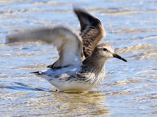 White-rumped Sandpiper - ML615572311