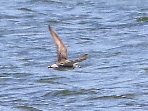 White-rumped Sandpiper - ML615572313